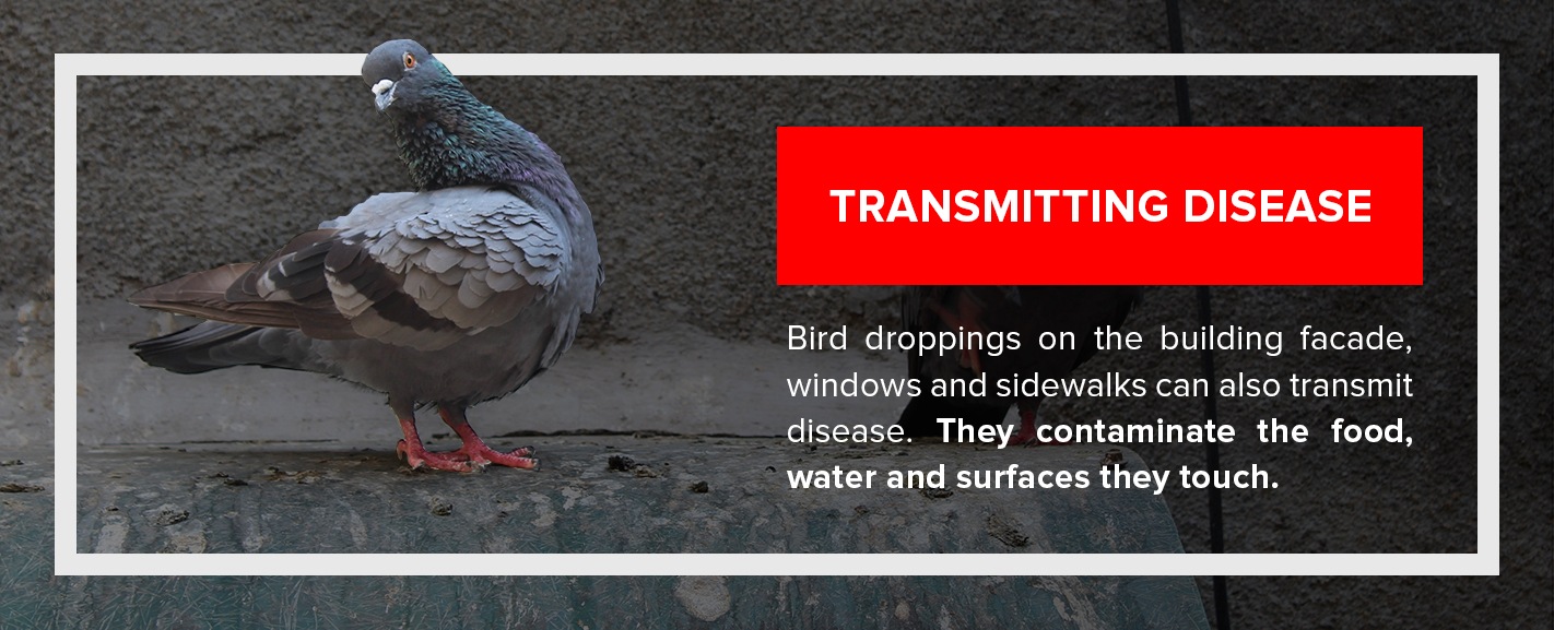 Commercial Bird Control Bird Prevention Services from PSI